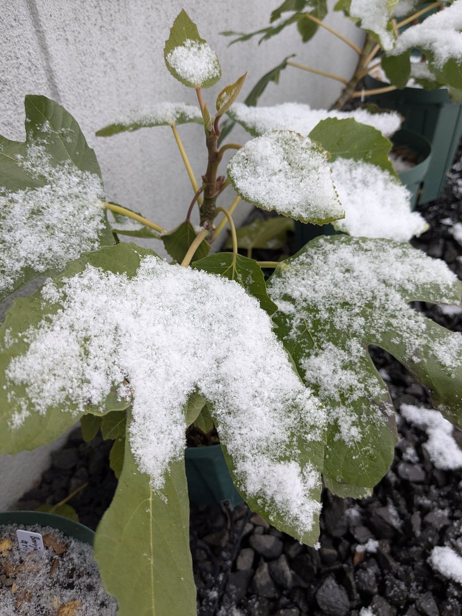 Zone6figger tweet media