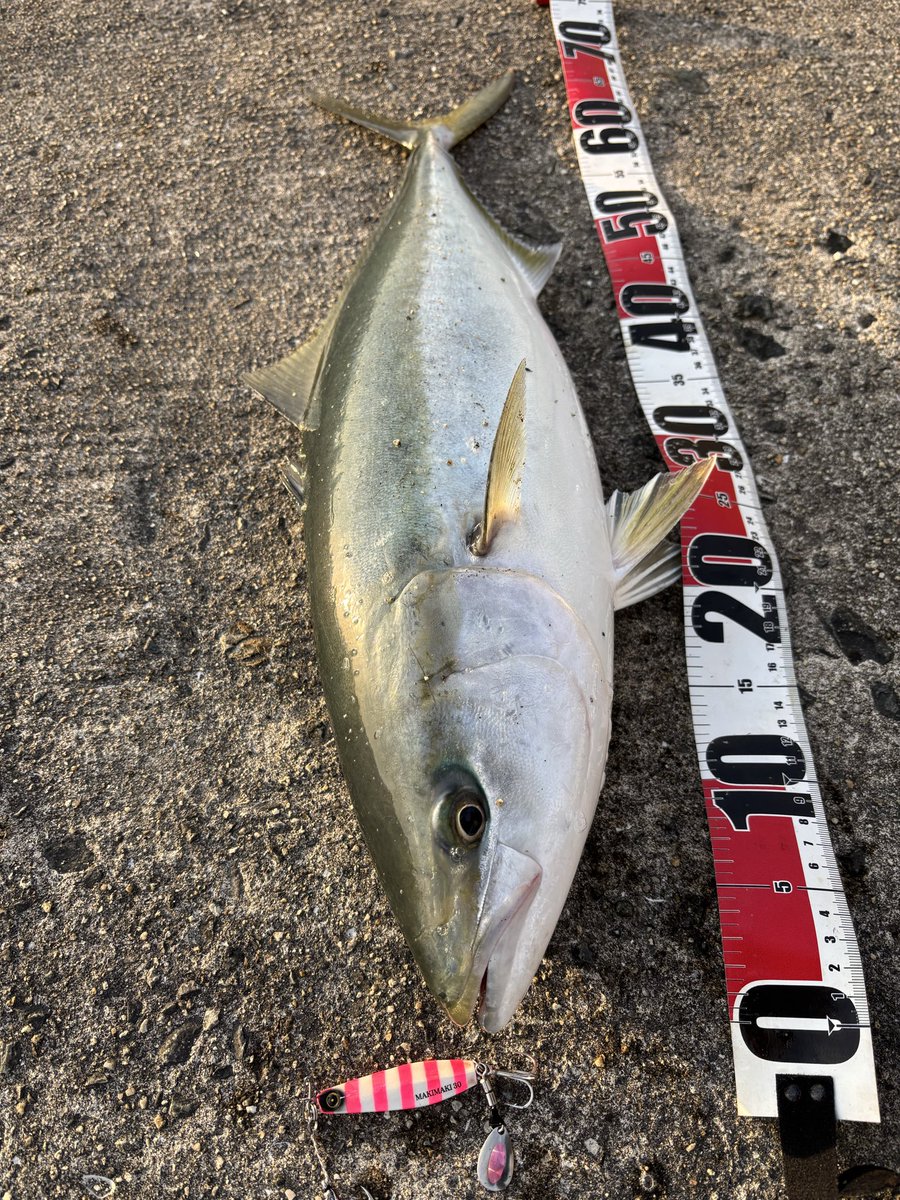 釣れない猫 (@2071site) / Posts / X