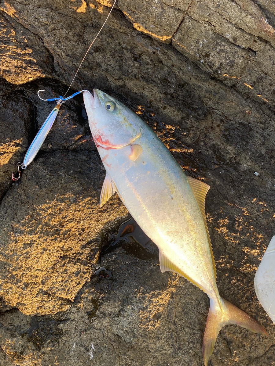 AobaFishingClub's tweet photo. @boarmountain97 おはようございます！
隣いいすか？ https://t.co/hFZq70LTim