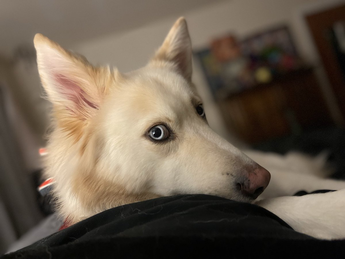 CoachEvaHTS's tweet photo. When your dog acts like a victim after 90 minutes of ‘hard labor’ at mama’s job. 🙄 #DramaKing #DogLife #Husky https://t.co/toSpnhAExm