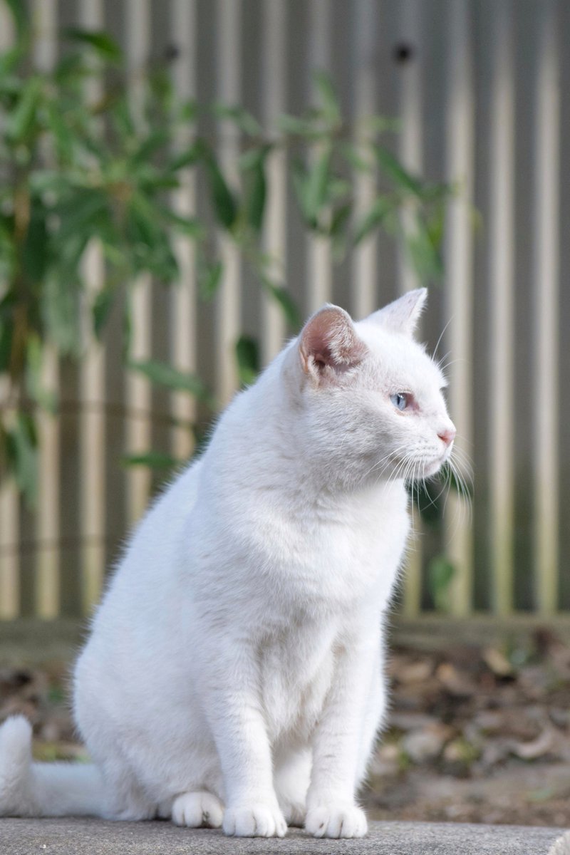 美し✨

#猫 #野良猫 #一眼レフ #nikon #猫好きな人と繋がりたい #ファインダー越しの私の世界 #キリトリセカイ #photography