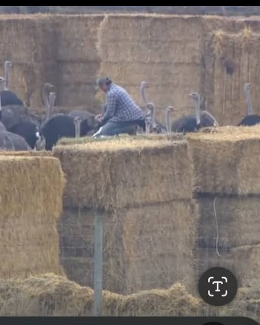 ShareawareCdn's tweet photo. 300 Healthy Ostriches MURDERED While the RCMP stood guard. 
No PPE and hitting the Ostriches with a stick.
They drugged the HEALTHY OSTRICHES and shot them dead in the dark of night for hours while their family &amp; nation were terrorized. https://t.co/6uCquSARo6