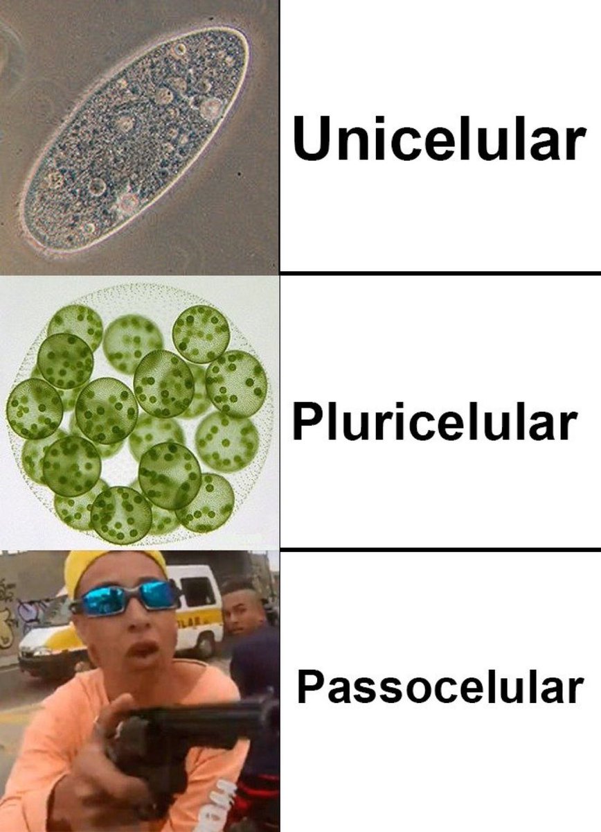 biologia_braba's tweet image. Dica pra vocês que foram uns bosta no ENEM em biologia.