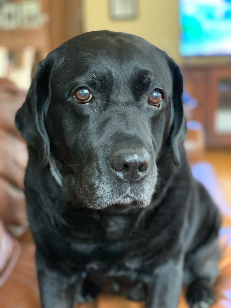 jakejakejakeaa's tweet image. Good boy Paul