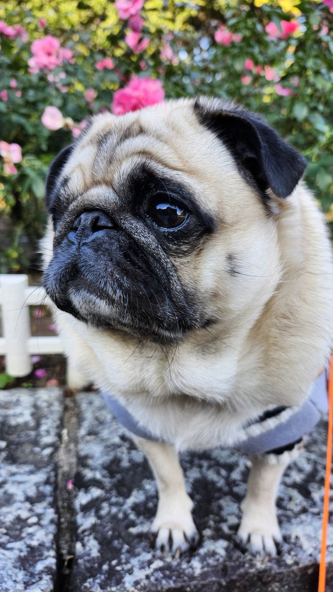 パグのぽんず on X