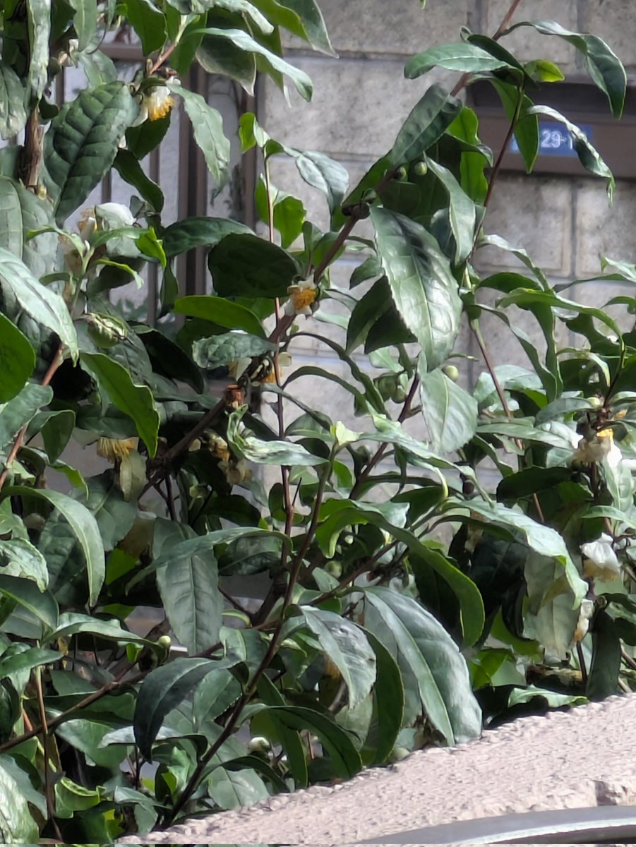 🎍たみやさん🌱 on X