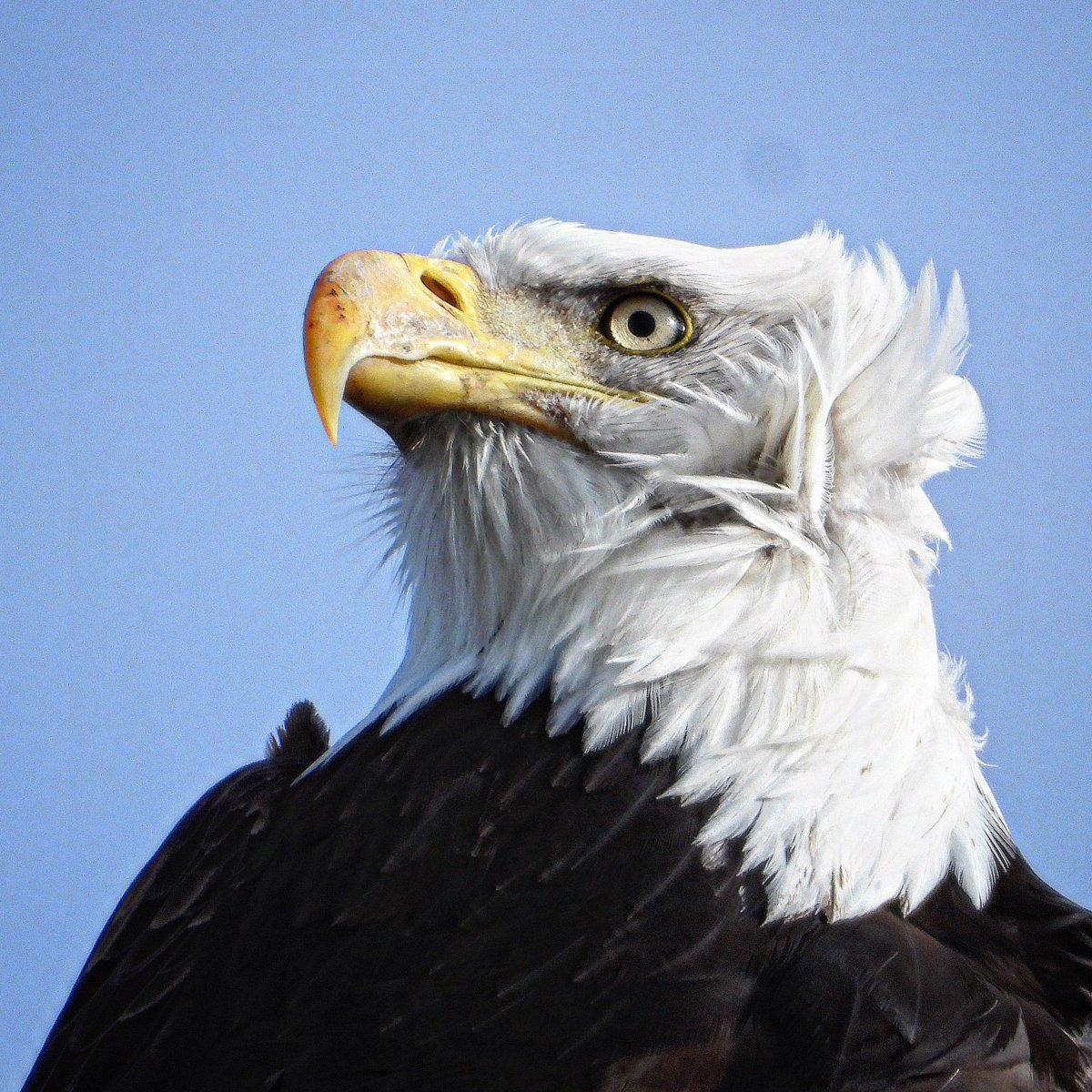 Friday 7 November 2025 and lots of bald eagle activity - carrying sticks across highway 99 for nest repairs! Catching ducks in the bay! Love this time of year! So much activity! The 2025 - 2026 bald eagle season starts in November with the return of our bald eagles to nest sites
