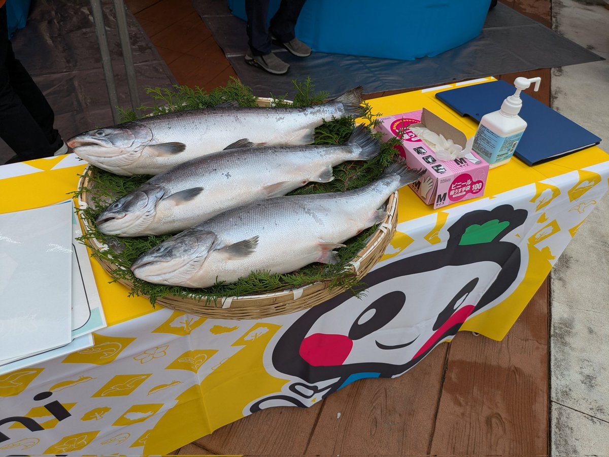 otsuchi_PR's tweet image. 岩手大槌サーモンフェスタ、ららぽーと豊洲でまもなく始まります！大槌町から一晩かけてサーモン430尾を運んで来ました。食べて触って遊べるイベント。MCは岩手からマジカル河童ちゃん。お笑い芸人のステージもあります。11/8（土）10時から17時。豊洲でお待ちしています！
