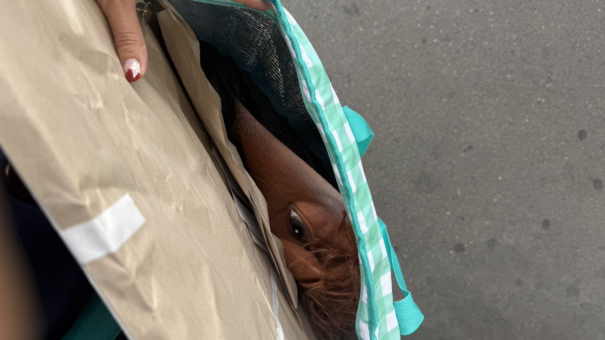 🐴田中です (@kitwell_tanaca) / Posts / X