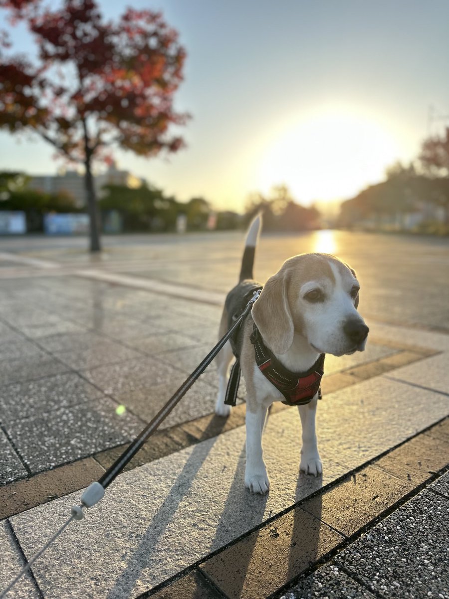 𝔾𝕠𝕠𝕕 𝕄𝕠𝕣𝕟𝕚𝕟𝕘 ☀︎*.｡🐶🐾🐾🍁🍂🎶
#ビーグル
#ビーグル小太郎
#beagle