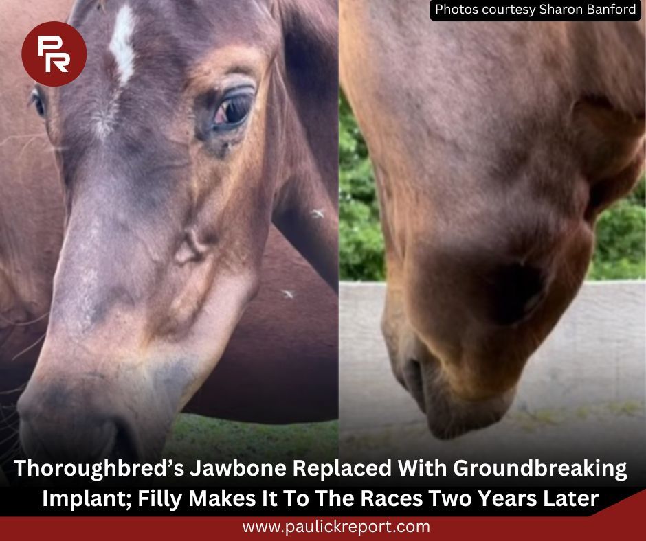 The 2023 procedure was the first time the implant had ever been used in a horse, and the successful outcome may help lead to preventing human soldiers with catastrophic bone damage from having to undergo amputation: tinyurl.com/msv88bvw