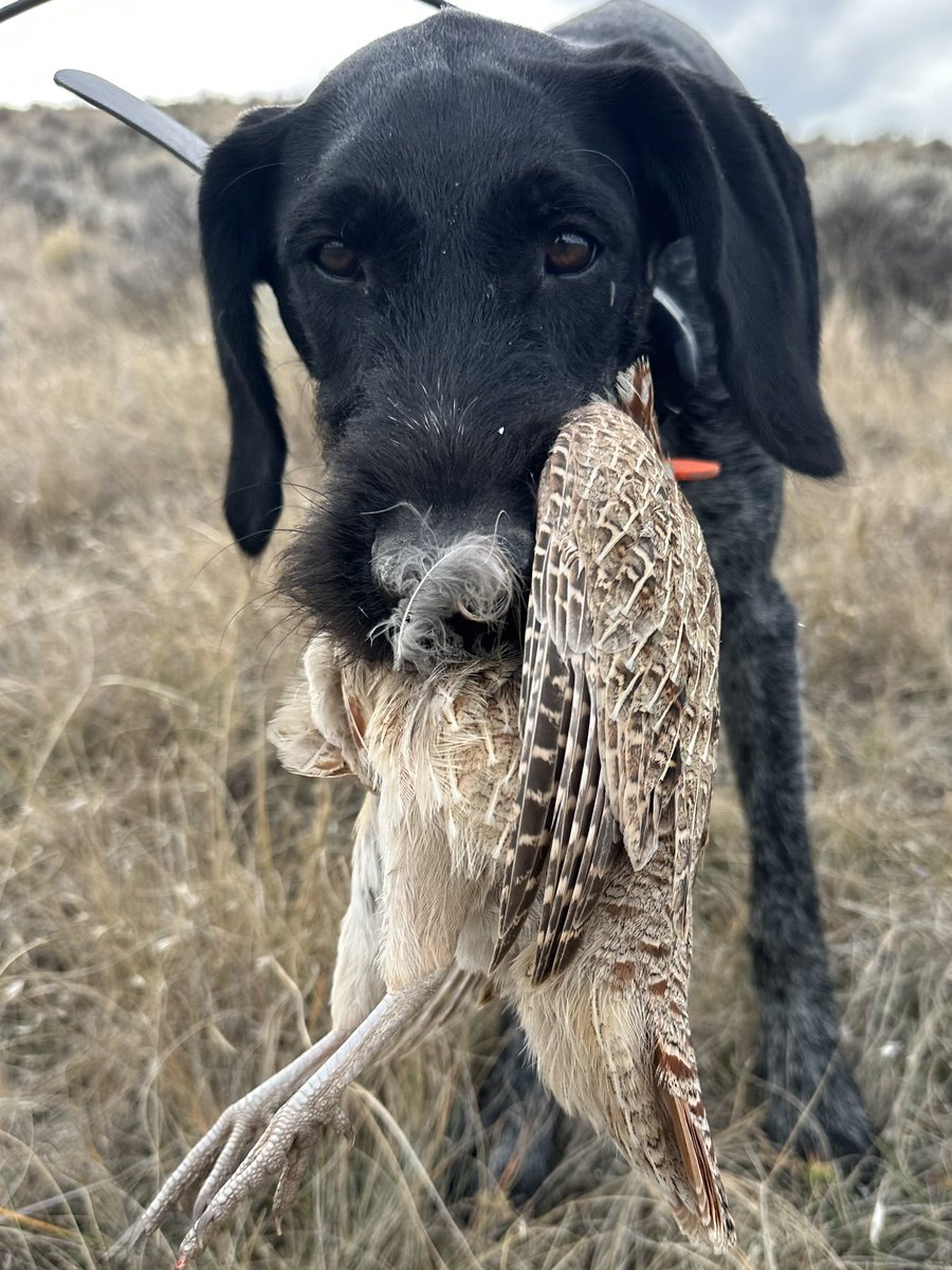 This is a very light colored hun 😍