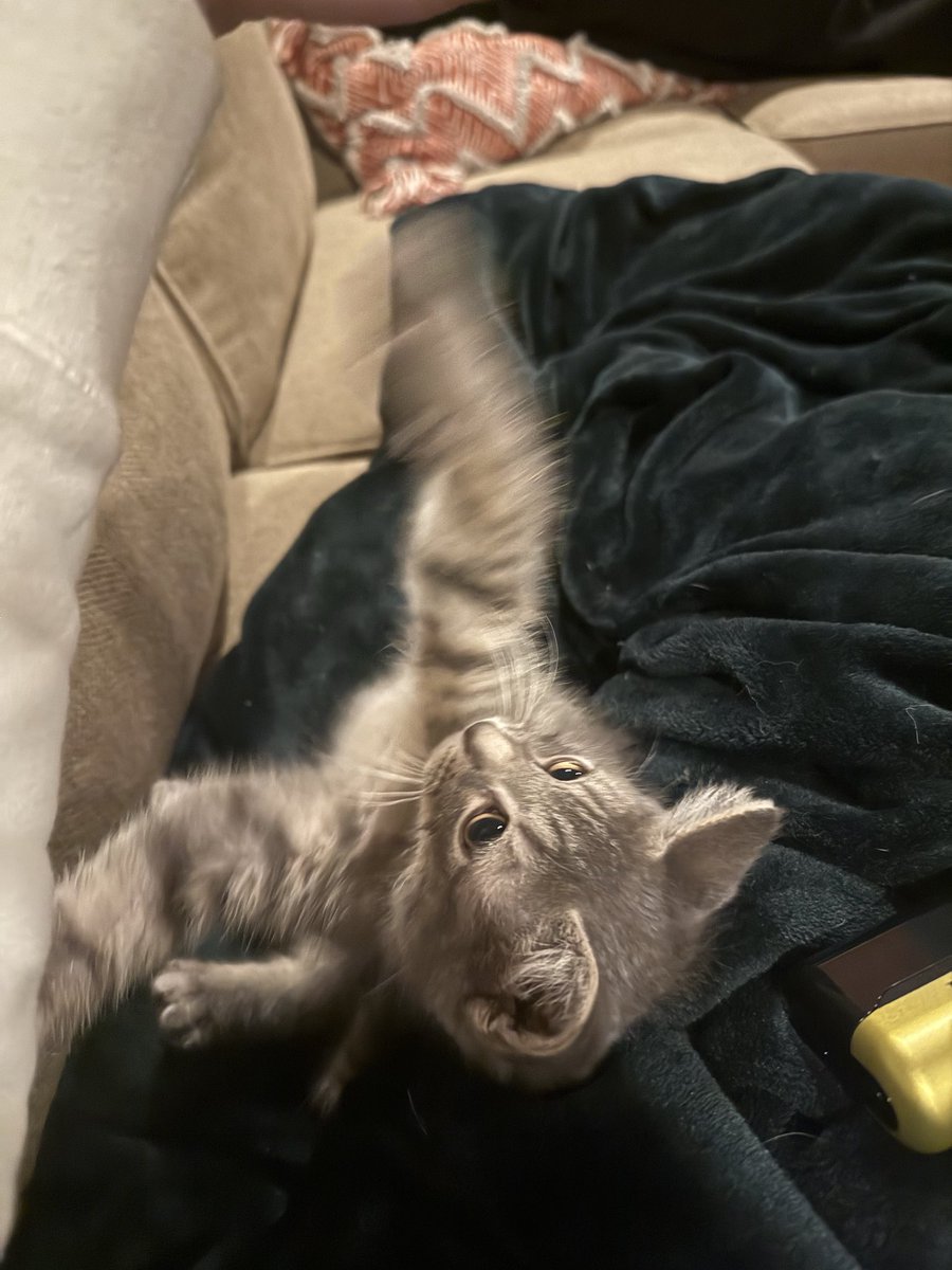 luigiscondo's tweet photo. Told my wife we were never getting another kitten. Adult/elder cats only. *I* brought a kitten into the home. The kitten in question: https://t.co/SSLciPPScG