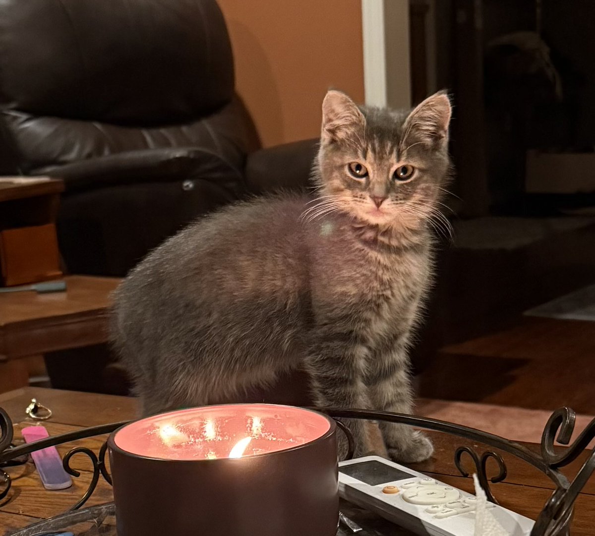 luigiscondo's tweet photo. Told my wife we were never getting another kitten. Adult/elder cats only. *I* brought a kitten into the home. The kitten in question: https://t.co/SSLciPPScG