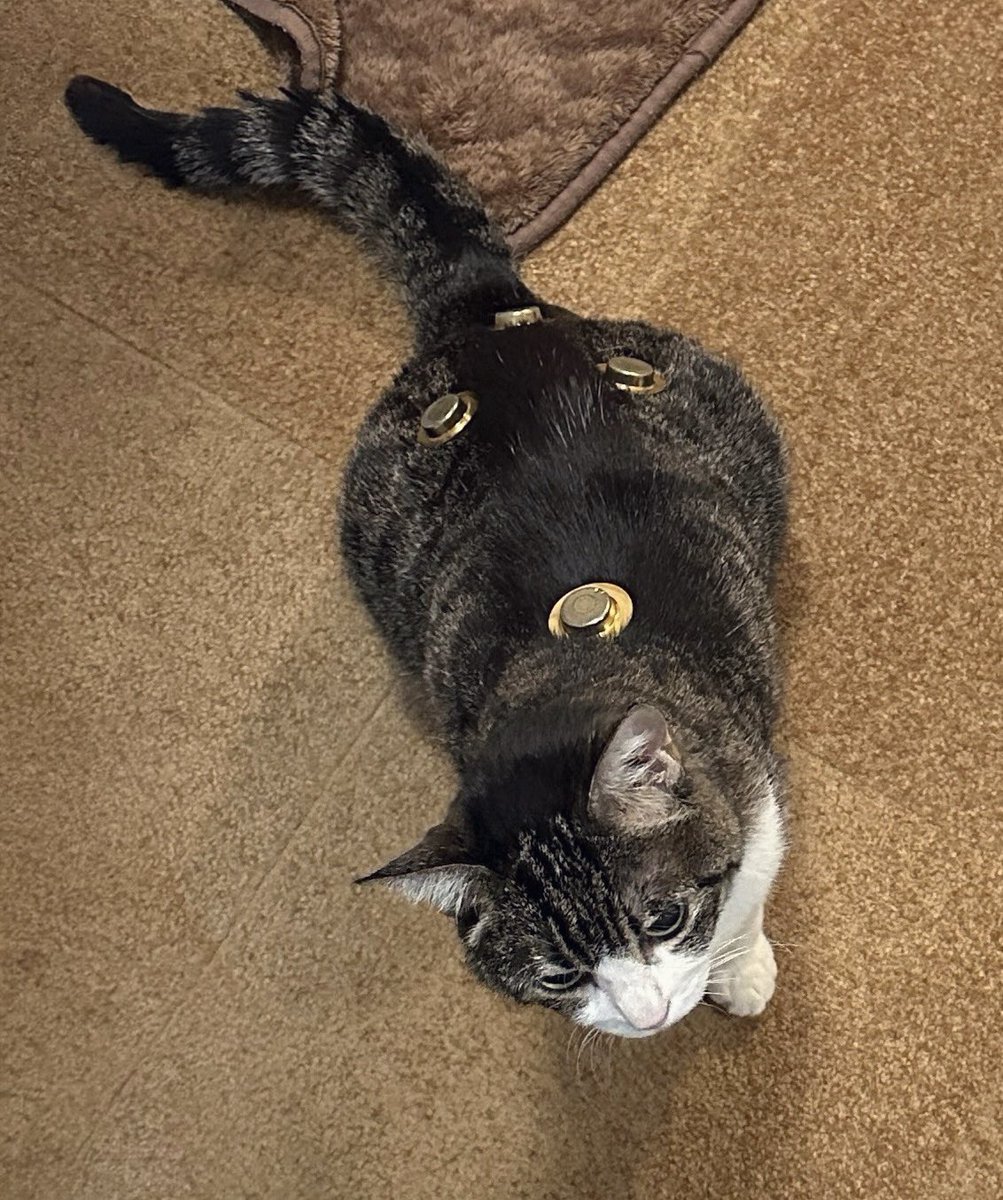 今朝は金ボタン4つもあるネコチャン♨️♨️♨️♨️ぬくぬく