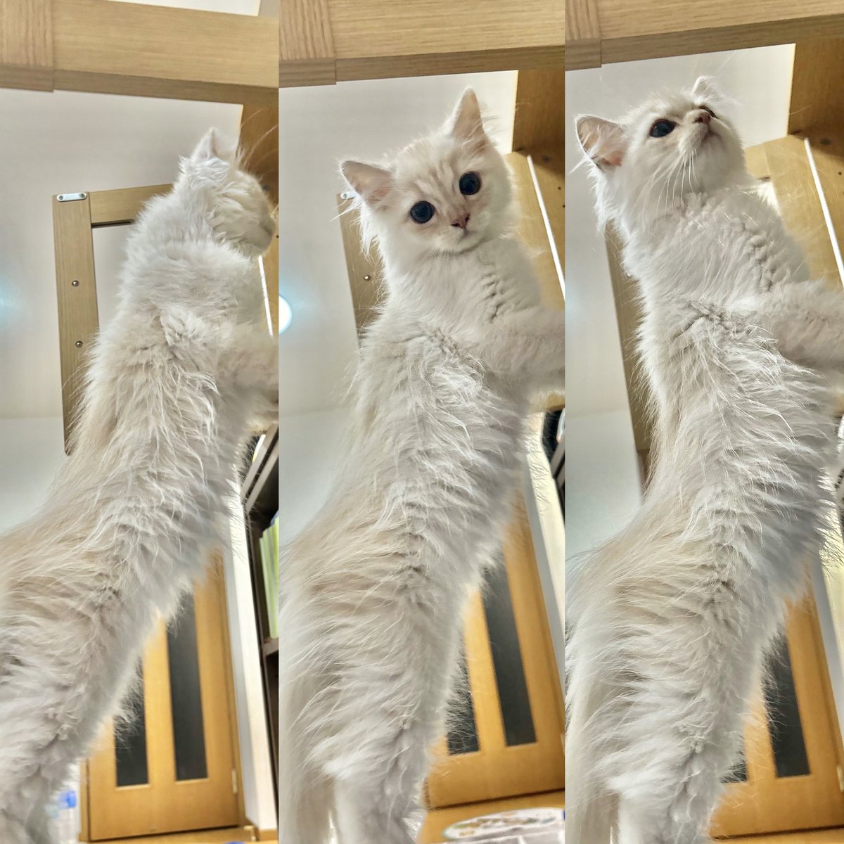 -愛と幸福を置く猫- 愛と幸福を置く猫- Rescue Cat/Old Cat] Here is the video proof that