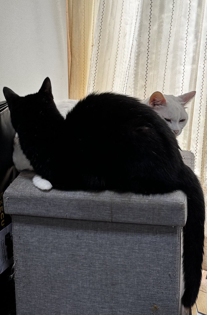 Pe-3(ぺーさん)🧄 tweet media