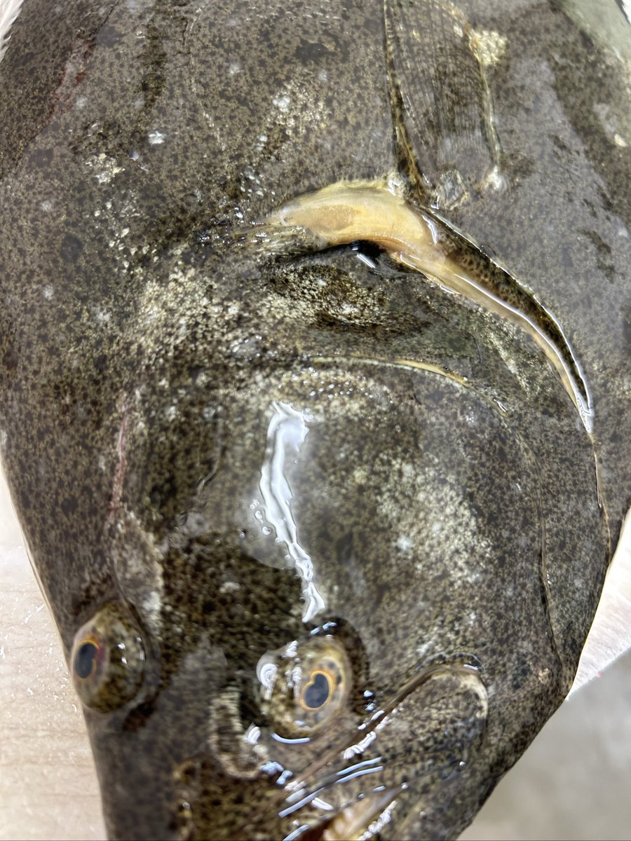 うおとら様 確認用 魚虎 うおとら on X