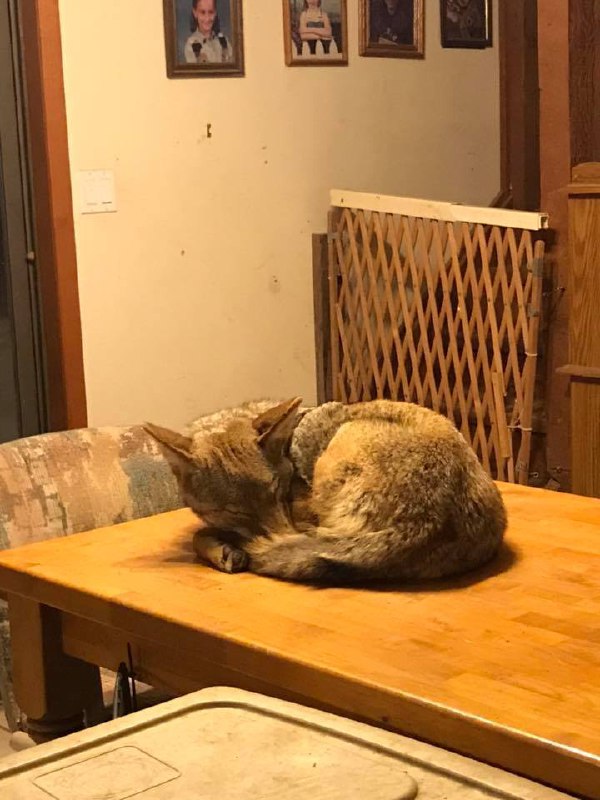 HourlyYote's tweet photo. [🔗](https://t.co/UNEQUHtdD8) https://t.co/sl4RZhR5gm