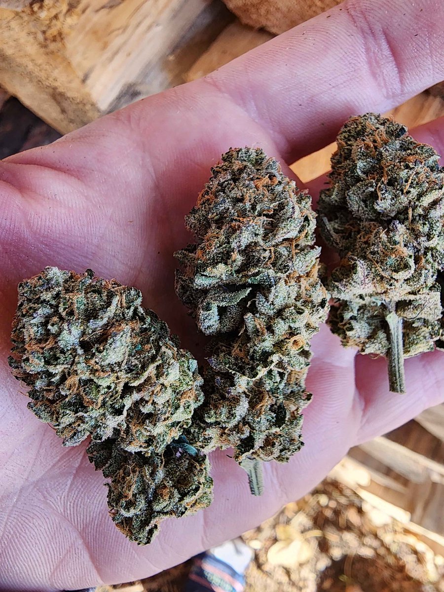 Mrrobot307's tweet image. fruit compote! (Apples n Bananas x Blueberry runtz s3). My #1 favorite right now bred by @BayAreaCannabis 
#Blueberry #terps #apples #Bananas #runtz #StonerFam #CannabisCommunity #cannabisculture #bayarea #420friendly