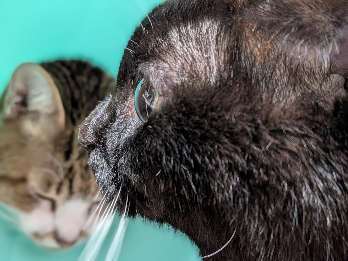 にゃんこ (@3qQyFzJpgUyWhOC) / Posts / X