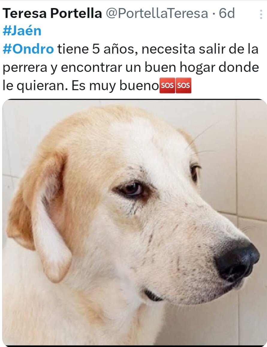 MarinaSanMart13's tweet photo. El bueno de #OSCO sigue en la
#Perrera de #JAEN. De sus cinco años de vida lleva TRES en la perrera. Por favor, ayúdale a dejar de ser #INVISIBLE @PortellaTeresa @SilviaMylo @Erta2017 @AsociacionADAT @PatitasJaen @jaen @NuevaVidaAdop @AXLAMADRID @Ainhara69 @amaregar @BurkManuela https://t.co/RD7BOyBkQC