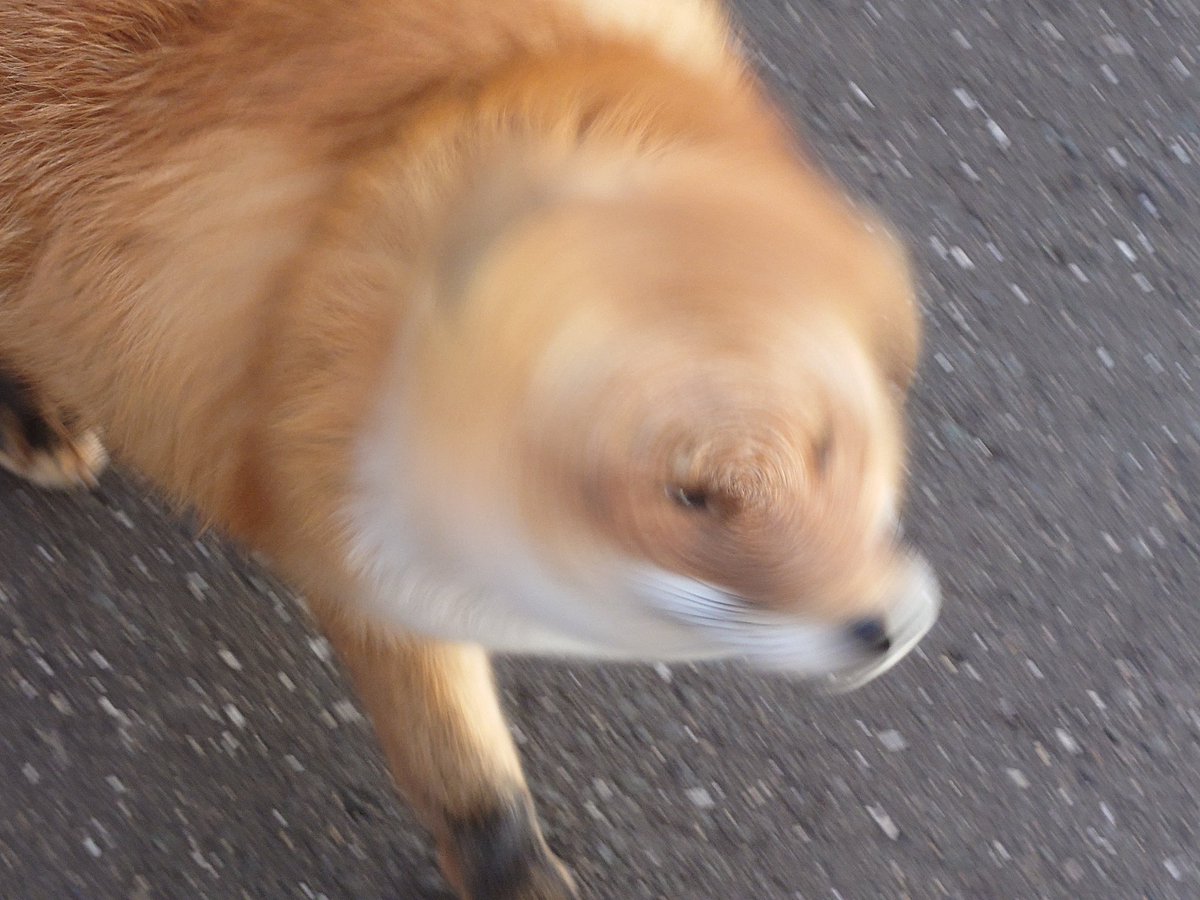 chengren21's tweet image. 今日の第一発見…ではなく第一撮影きつねのコンちゃん