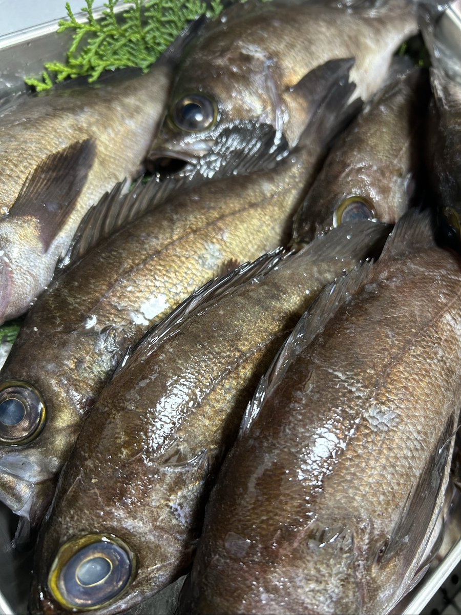 魚虎 うおとら on X