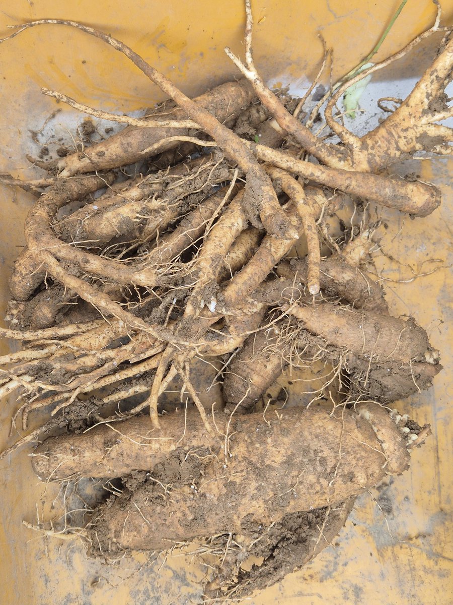 dopalpa's tweet image. 더덕,도라지..