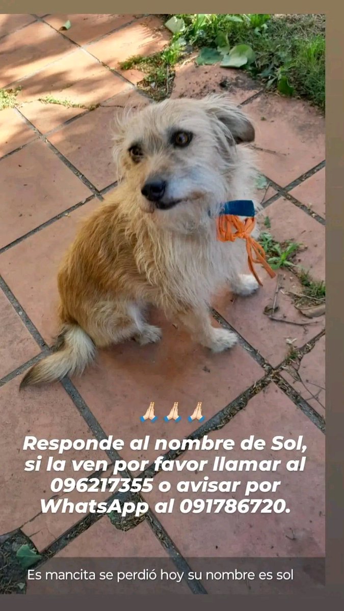 Se busca ! DIFUNDIR X FAVOR, ZONA CERRO, RÍO DE JANEIRO Y JAPÓN. SE PERDIÓ HOY 7/11.