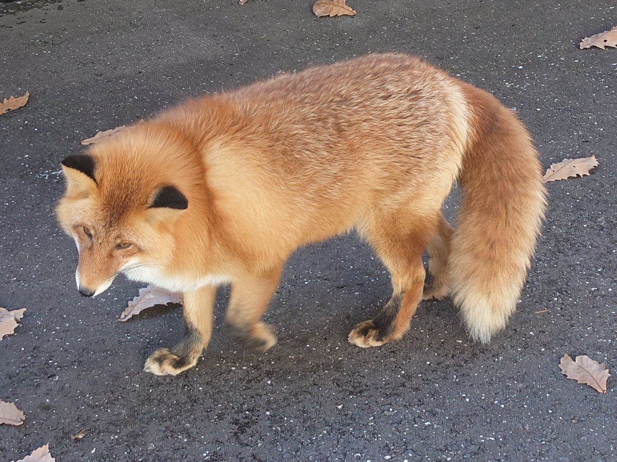 秋色狐 Cheng-Ren🦊🐺 on X