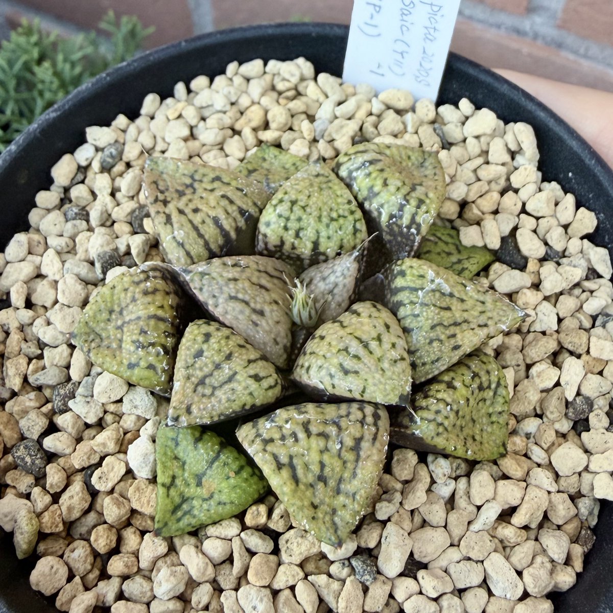 しましま (@shima_shima_zeb) / Posts / X