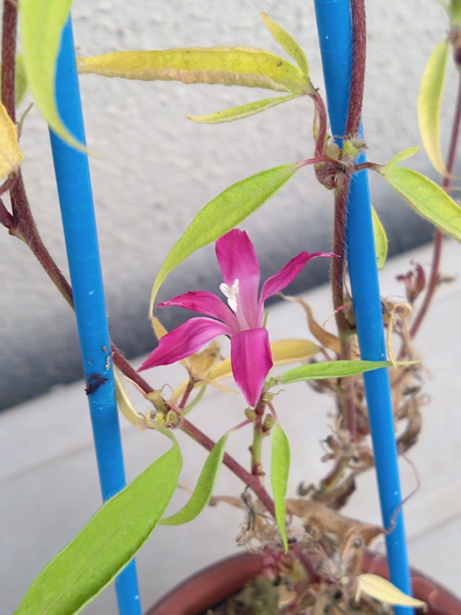 今朝咲いた朝顔
花は、小さくなりましたが、まだ咲いています
週末に片付けるつもりでしたが、もう少し咲かせておくことにします
＃変化朝顔