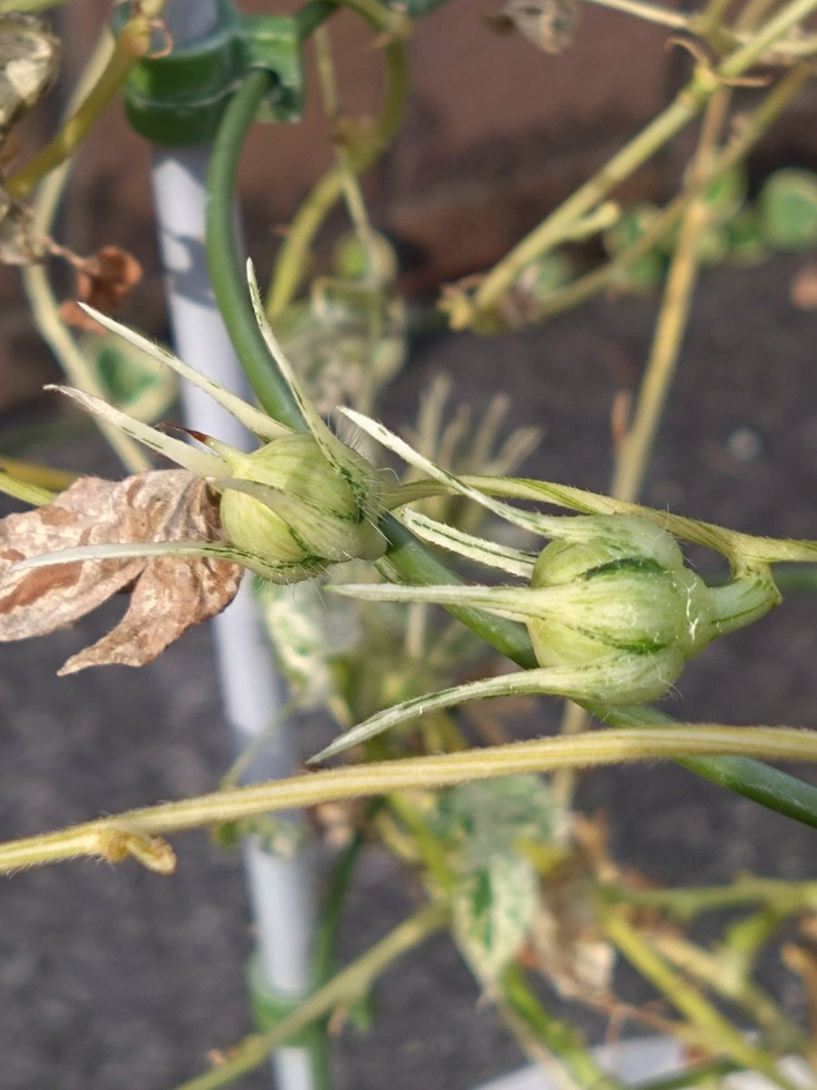 今朝の朝顔
蒴果の斑入は綺麗です
＃変化朝顔