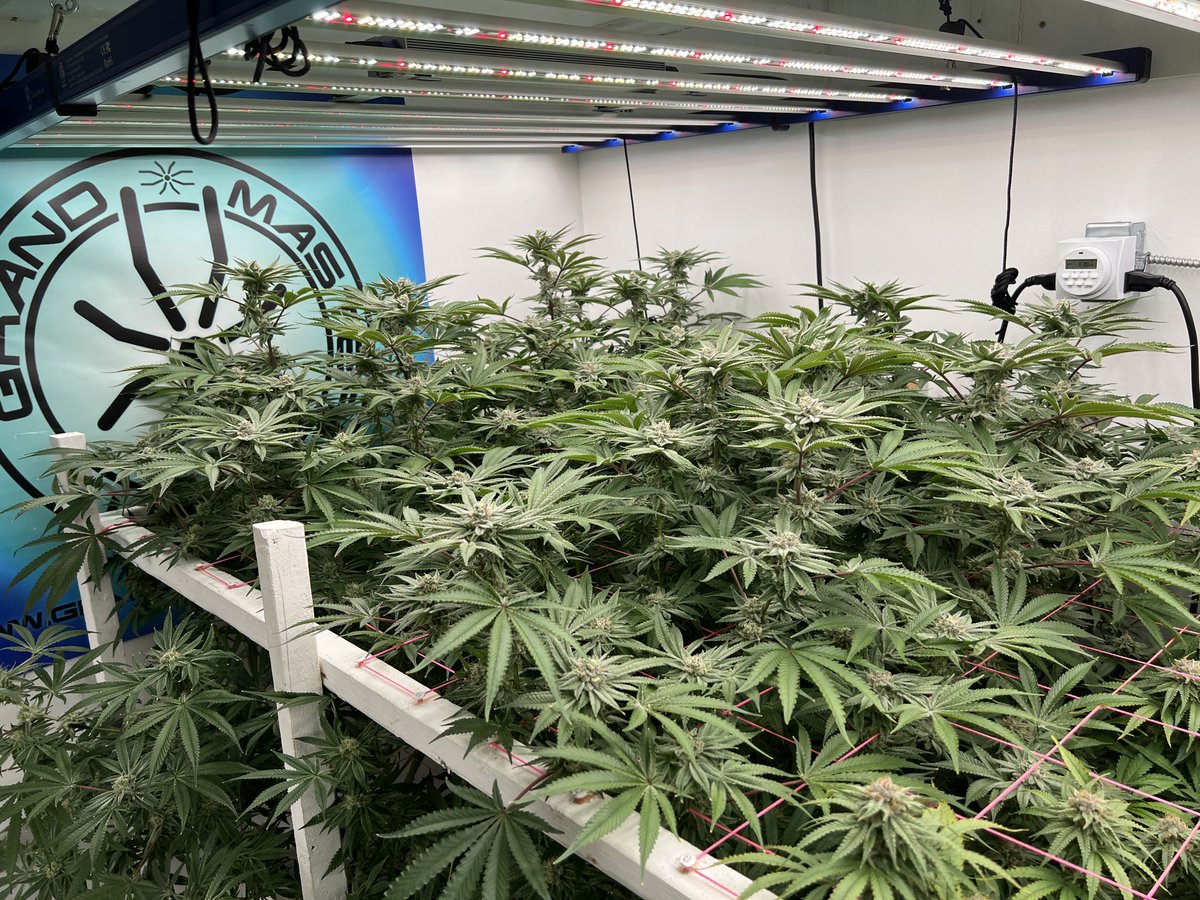 ThatHydroCouple's tweet image. 🫐 Blueberry Pancakes 🥞 day 42F by @HumboldtSeedCo 

#CannabisCommunity #hydroponics #dwc