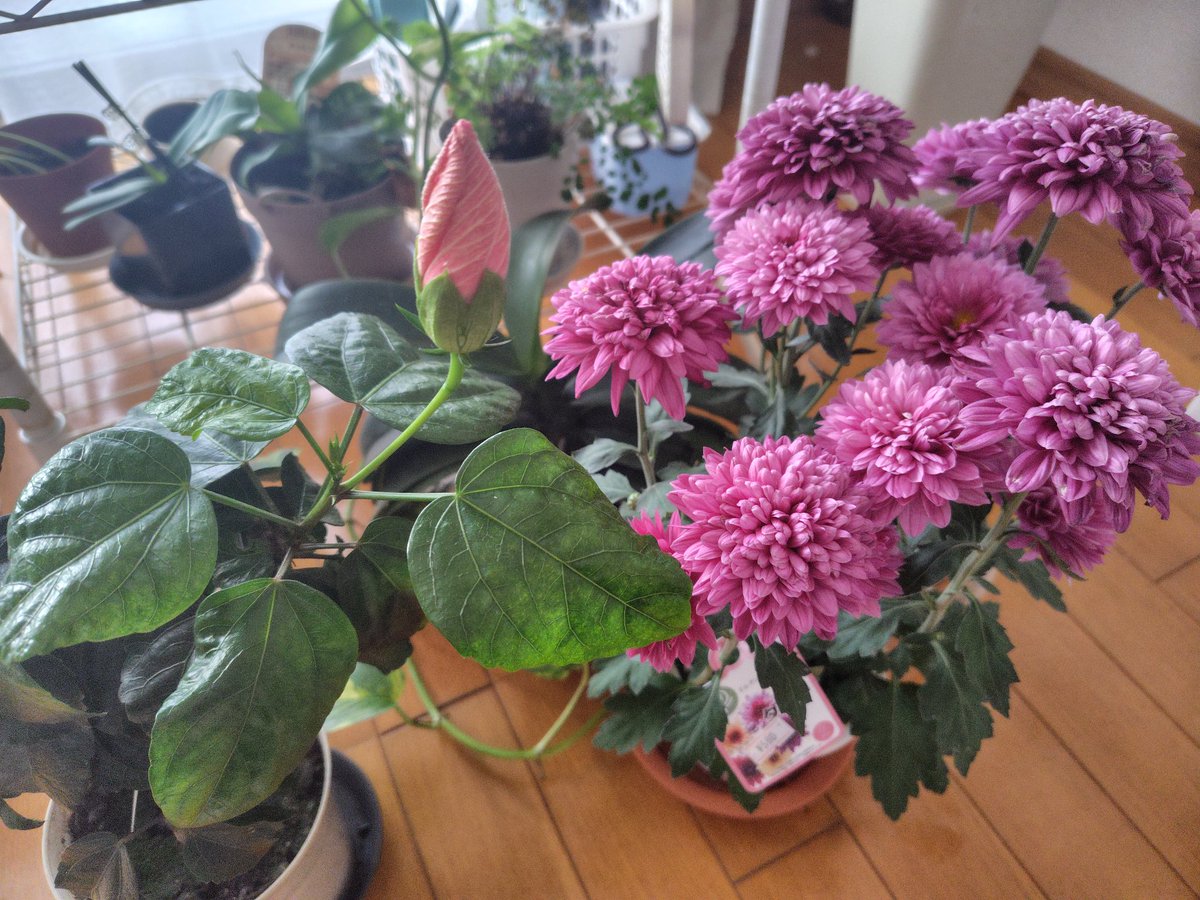 天名綺多莉 on X