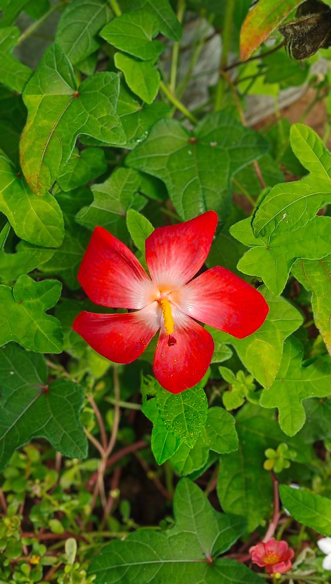 Atar Zhu (@atarzhu) on Twitter photo 