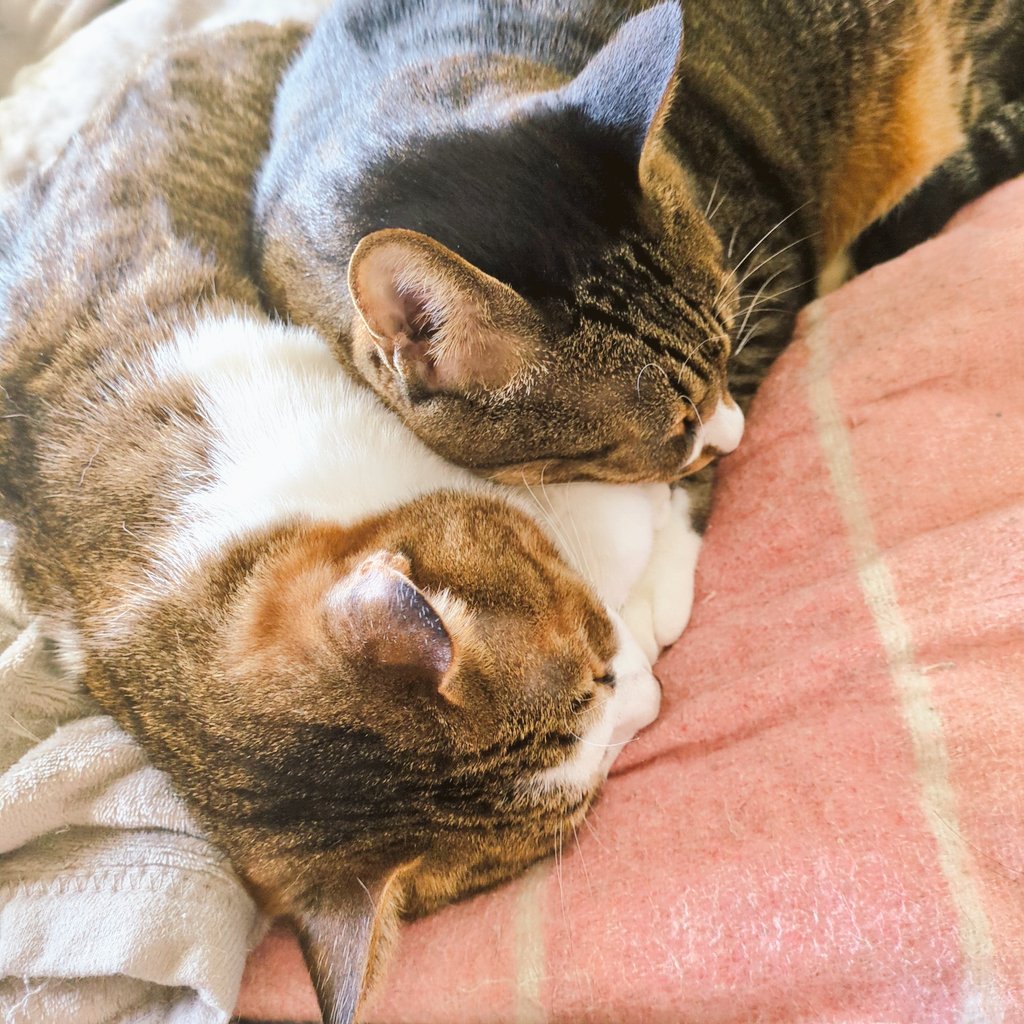 花髑髏かなめ🐱💀ホラゲ配信 on X