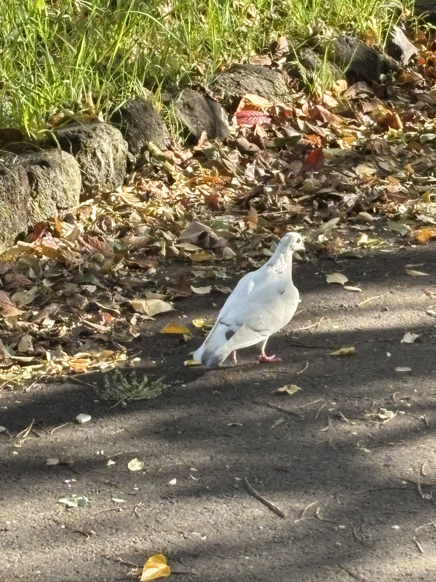 tatumipark's tweet image. 公園に白い鳩が遊びに来ていました！
なんだか縁起が良い気がしますね🕊️💭
＃新木場緑道公園　＃ハト