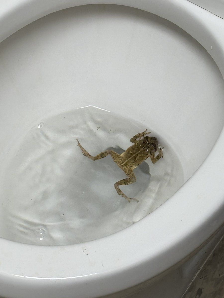 CORNdiff's tweet image. 