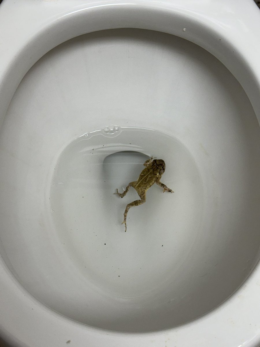 CORNdiff's tweet image. 