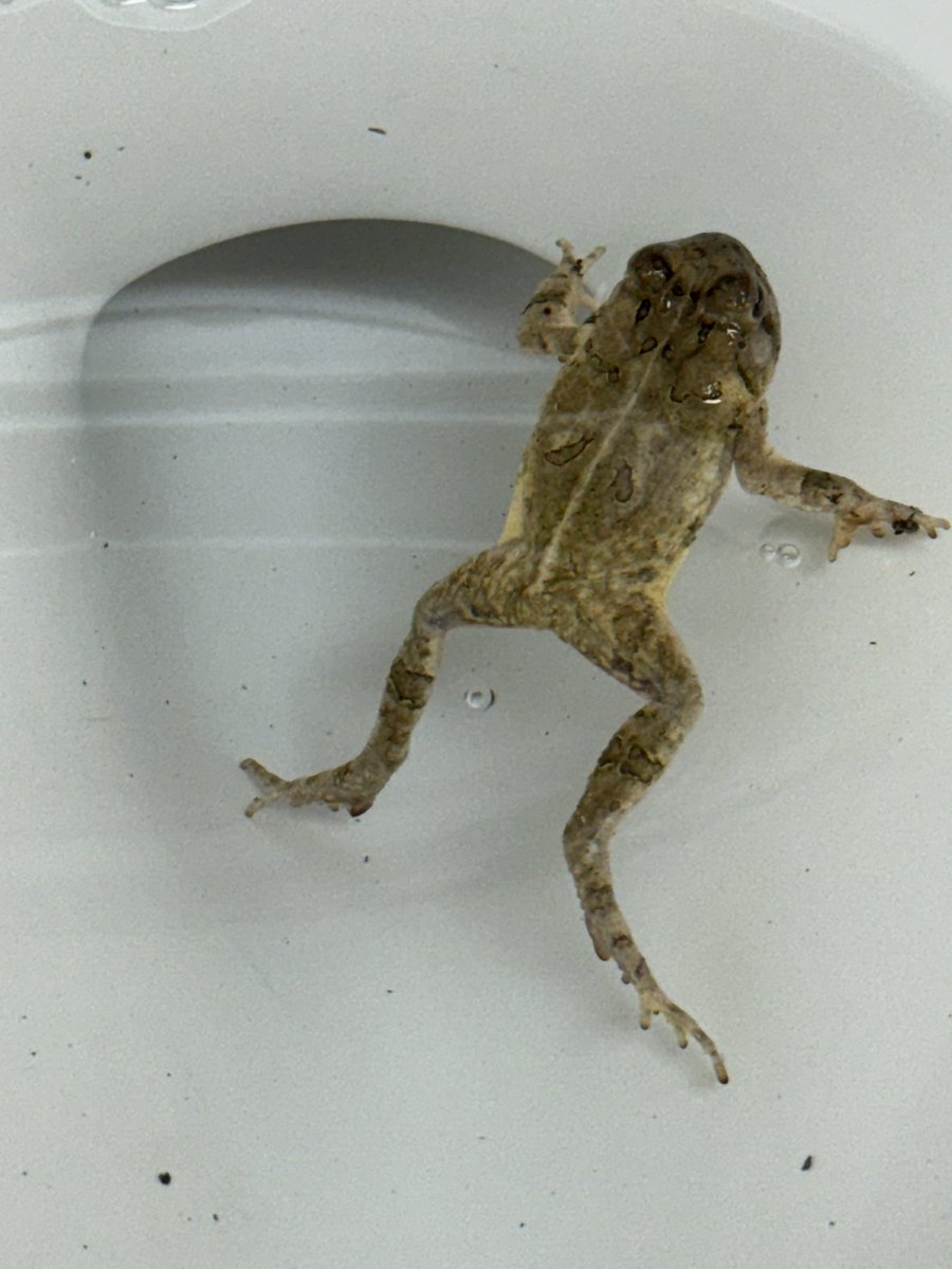 CORNdiff's tweet image. 