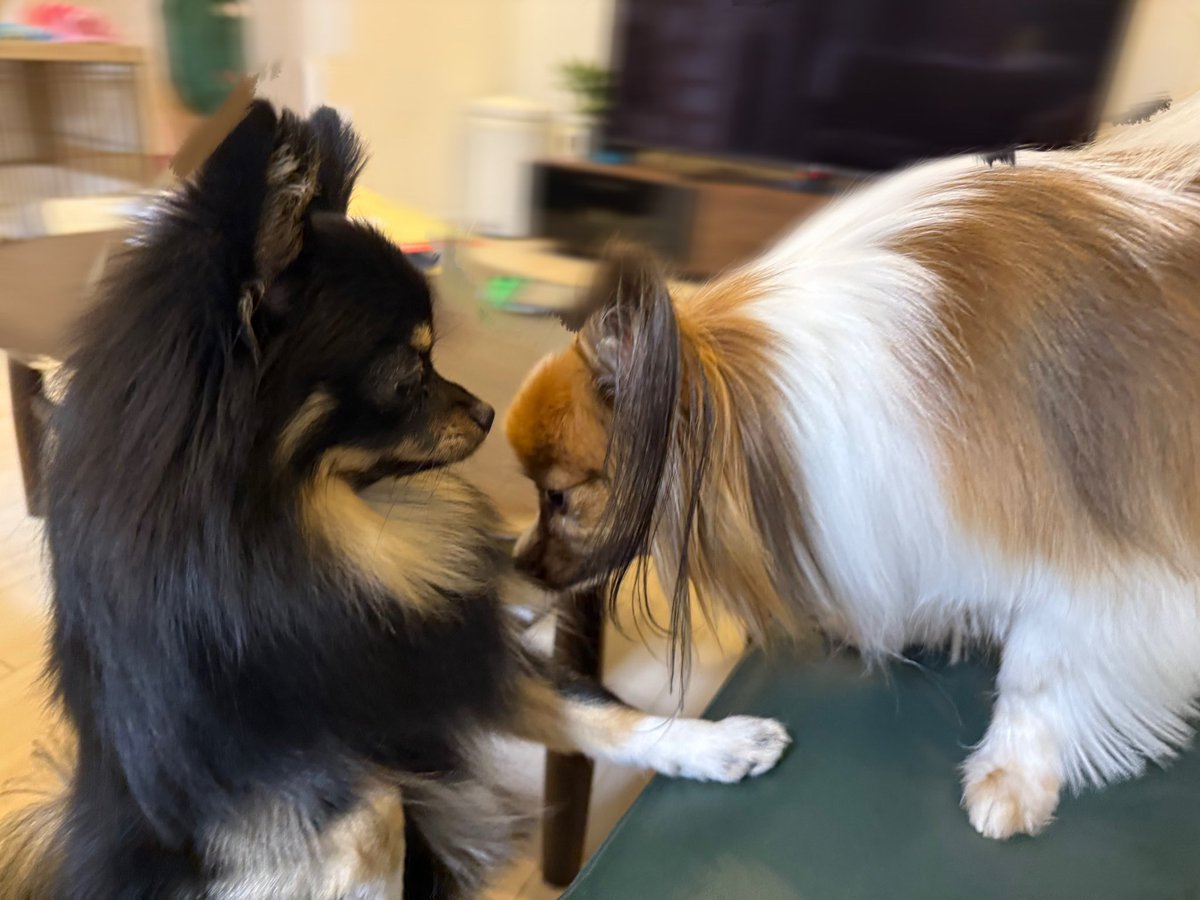 renrenpapillon's tweet photo. お友達のワンコ預かりちゅー♡ https://t.co/DJ2YF5EQyV