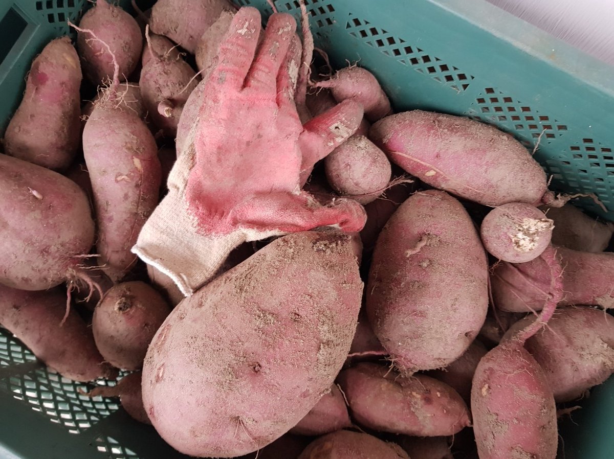 올해는 정말 고구마가 굵습니다. 손바닥보다 큰 것도 많습니다.

그렇지만 고구마 농사가 잘된 것은 아닙니다. 고구마는 보통 한 포기에 대여섯 개씩 달립니다. 그런데 여름에 날이 가물면 대여섯 개가 한두 개로 줄어들고 이 한두 개가 이후 굵직굵직ㅡ 튼실하게 자랍니다. 농부 속도 모르고 ㅡ.