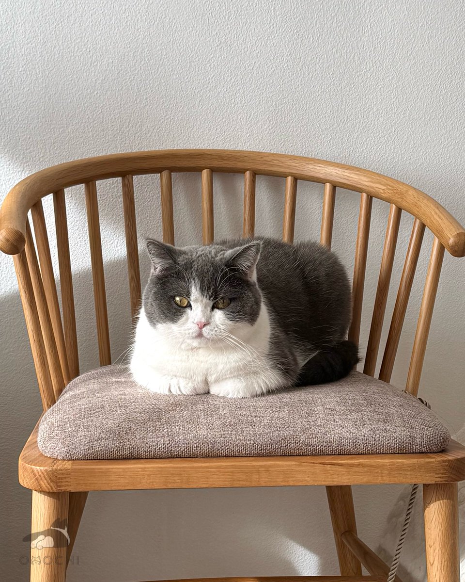 おもち (@omochiomoching) / Posts / X