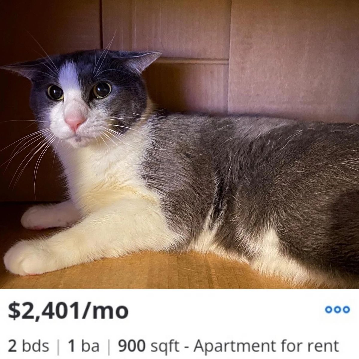 PunchingCat's tweet photo. https://t.co/QzyiYwITjQ