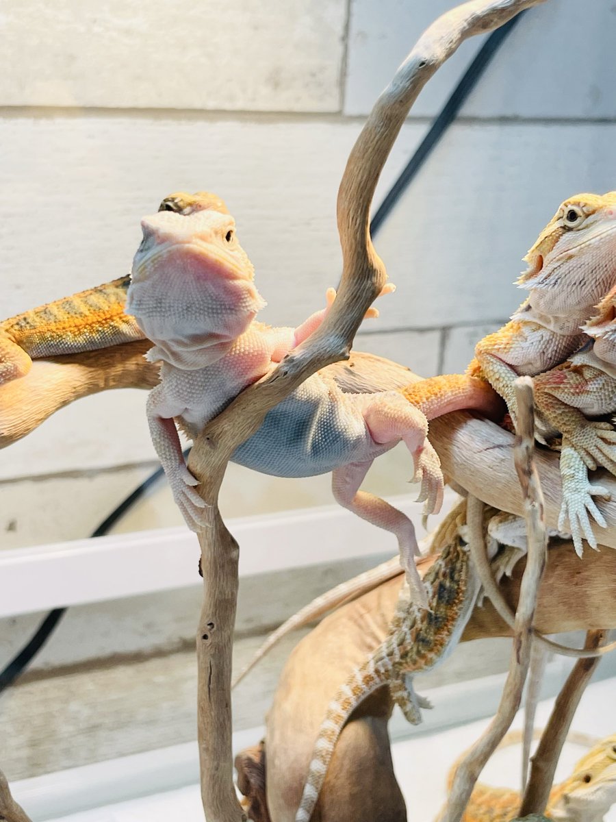 copal814505's tweet photo. もうすぐぶりくらですね🦎

#COPAL 
#黄色いフトアゴ屋 
#黄色のバリエーション 
#フトアゴヒゲトカゲ
#フトアゴおちゃめ 
#ずっと見ていられる
#ぶりくら 
#もうすぐ https://t.co/lBeYApnzyM