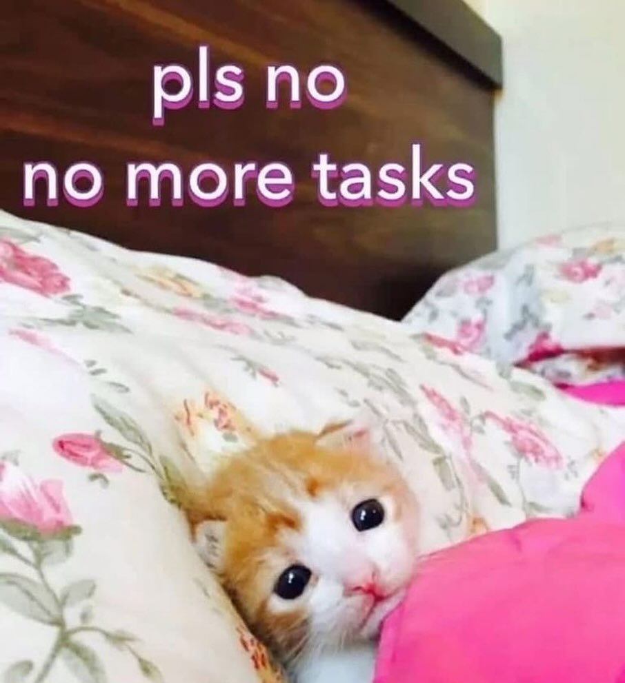 smol silly cat (@catsillyness) on Twitter photo 