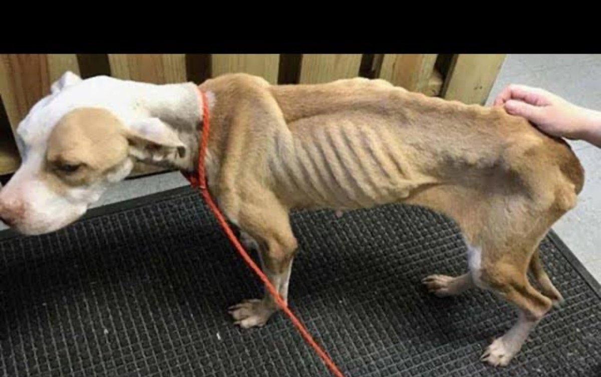 Allah’ın huzuruna çıktığımızda bu can diyecek ki ben hiç kimseye zarar vermedim tek bir insana  tek bir çocuğa zarar vermedim benim günahım neydi ki bana bi dilim ekmek bi yudum su vermediniz.Günahı olmayanlarınında kanına girdiniz ceheneminizin kapılarını açtınız bakalım nasıl