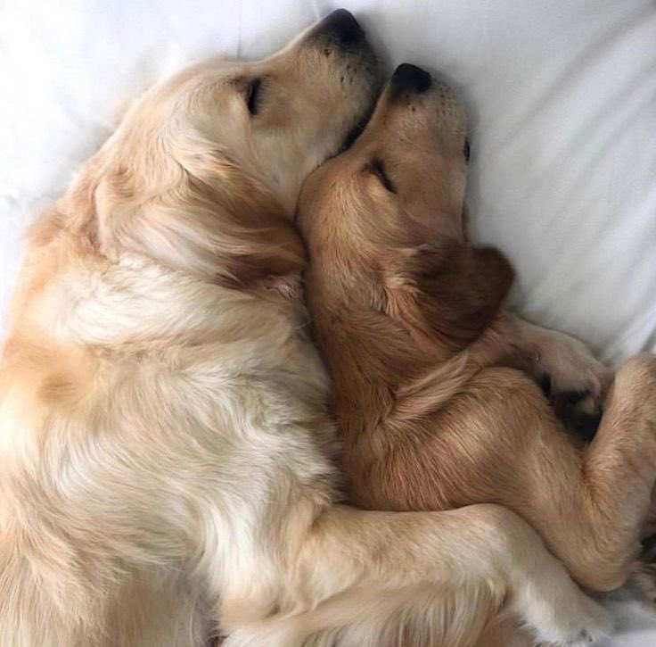 chansbobaeyes's tweet image. ouppies…….